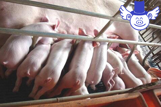 母猪如何预防产后仔猪水样拉稀,仔猪拉稀给母猪打土霉素可以吗