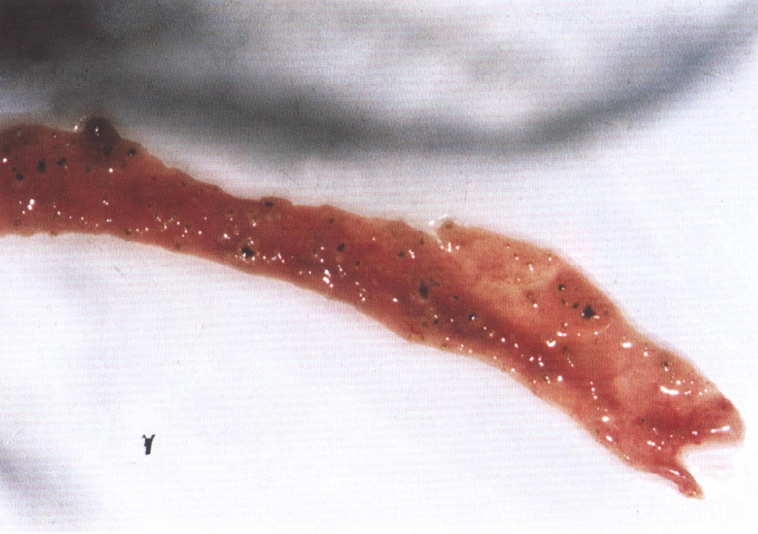 鸭白点病的综合防治措施