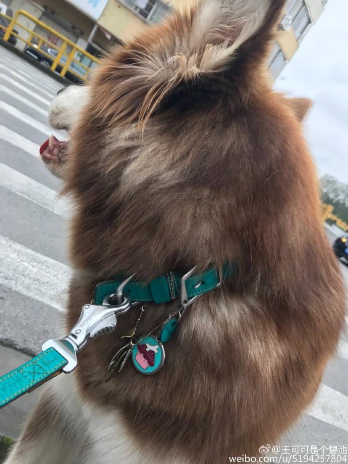 王思聪敢给王可可买这条狗链，看来是决心挑衅整个娱乐圈了