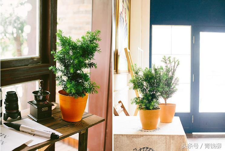 红豆杉品种曼地亚,曼地亚红豆杉叶子