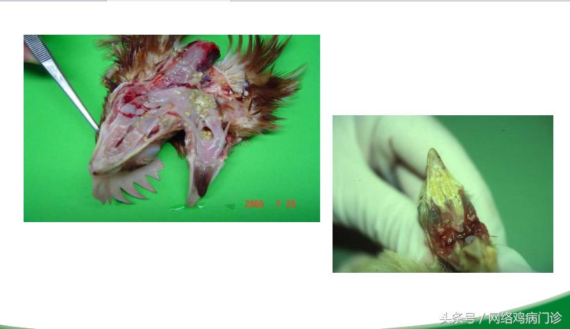 脱霉剂实测,脱霉剂真正脱霉吗