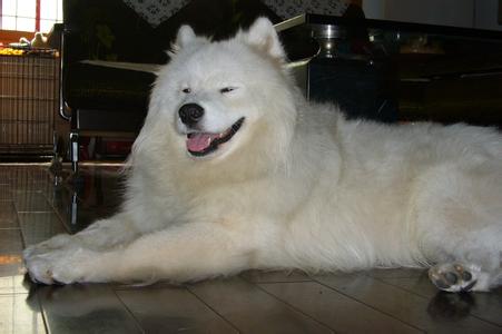 狗狗不吃东西只喝水还吐怎么办,狗狗又吐又拉怎么治