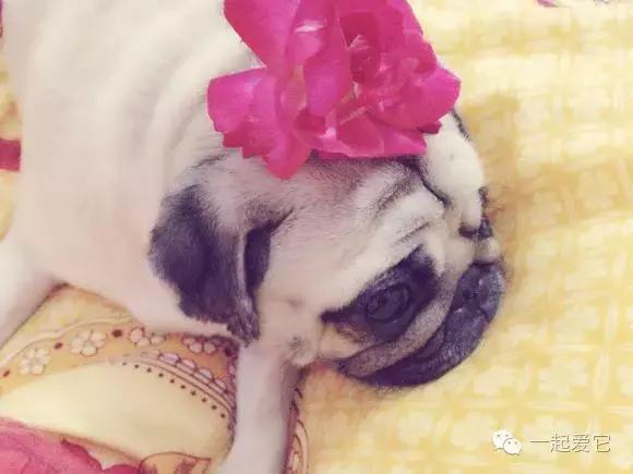 宠知识|狗狗来生理期了？作为家长的你知道吗？