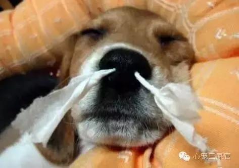 狗狗咳咳咳好像卡喉咙似的怎么办,14岁的狗狗成天咳是什么原因