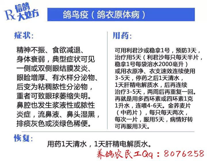 信鸽常见疾病和治疗,信鸽病的诊断治疗