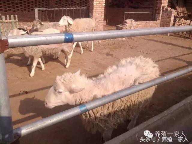 羊群出现羊吃毛羊互相啃毛怎么办,羊群出现黑羊怎么回事