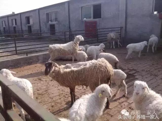 羊群出现羊吃毛羊互相啃毛怎么办,羊群出现黑羊怎么回事
