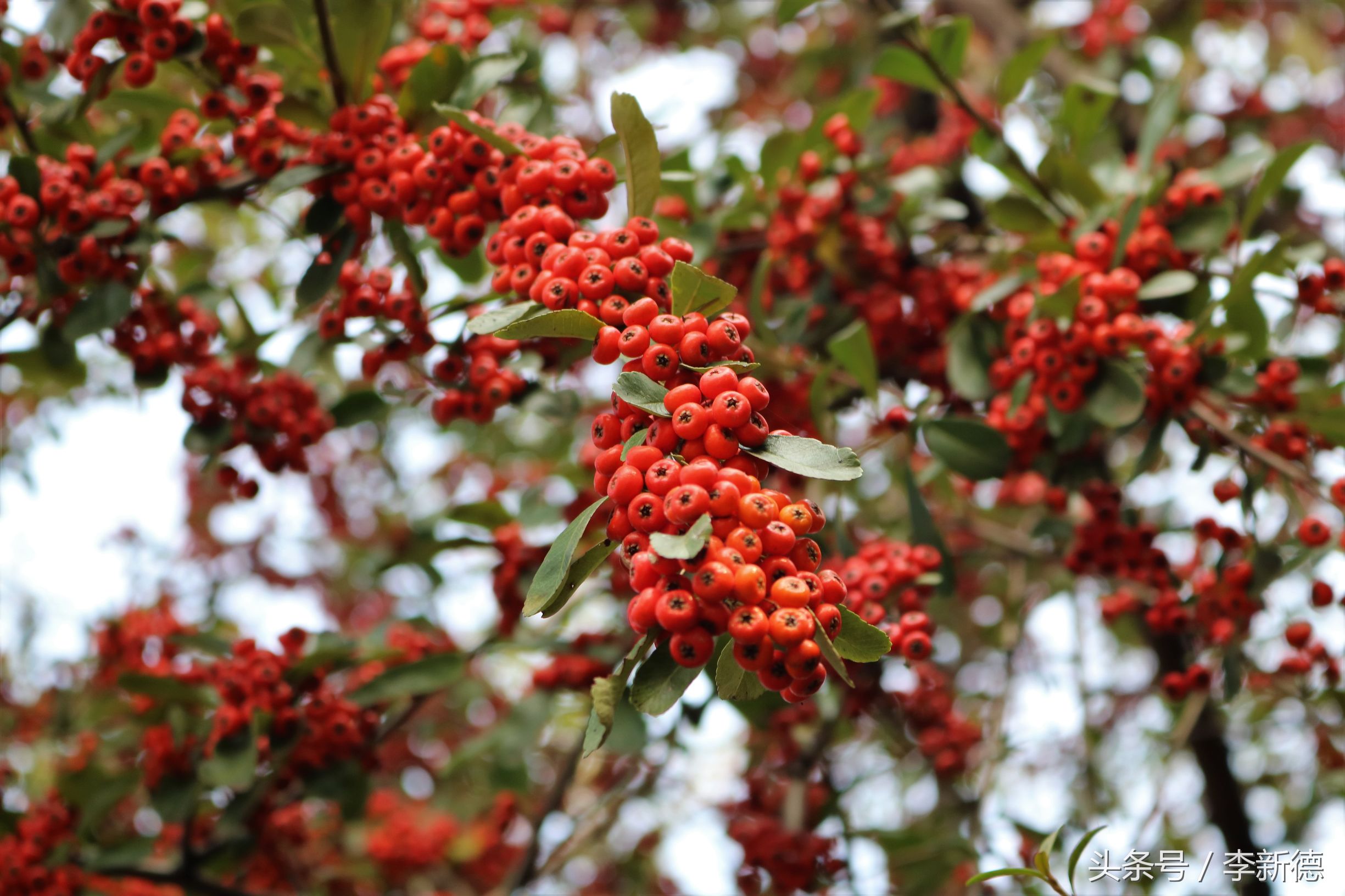 佳能18-200与腾龙16-300画质比较,佳能80d18-135跟腾龙18-200哪个好