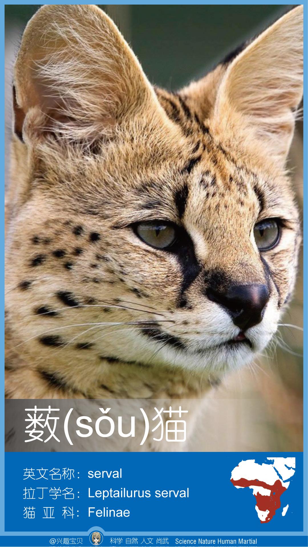 所有36种猫科动物排行,兴趣宝贝21期