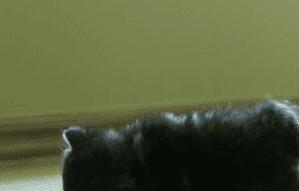 宠物吃辣条搞笑视频,什么宠物吃辣条会中毒