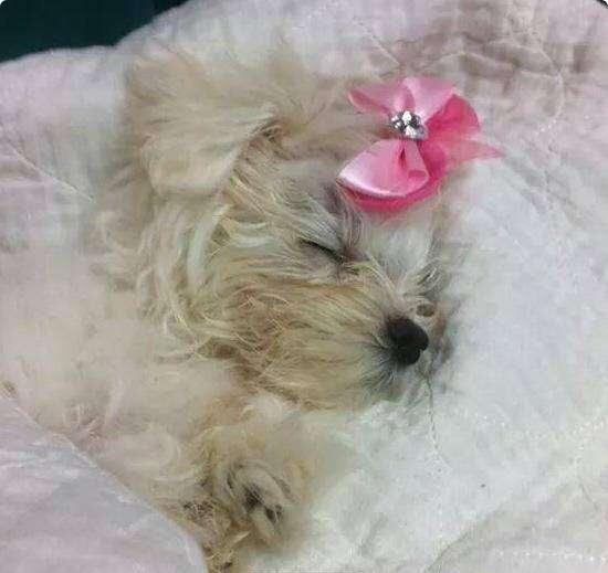 女子把狗扔在门外,女子把狗狗放阳台后续