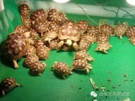 苏卡达生长快吗,如何辨别激素苏卡达