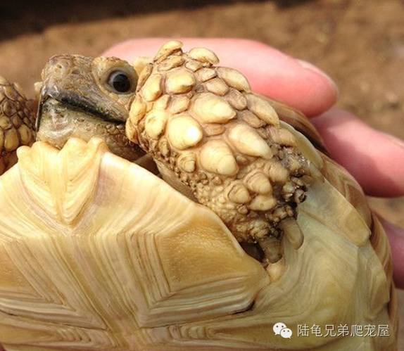 苏卡达生长快吗,如何辨别激素苏卡达