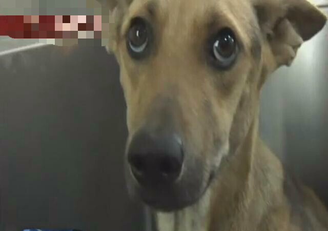 母狗被铁链锁喉，奶水不够，3只小狗活活饿死！