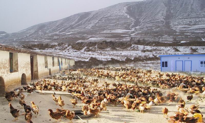 怎么建立农村养殖合作社,农村养殖专业合作社怎么去办