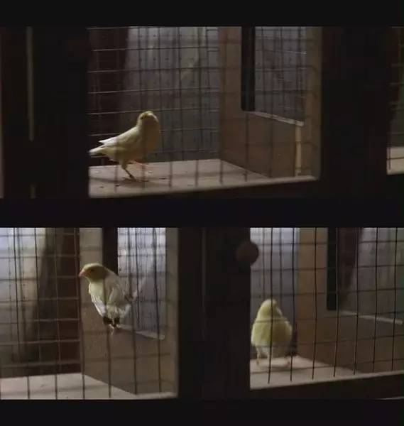 这部电影就像魔术！大师级的悬疑剧情，你不敢猜透的神级结尾！