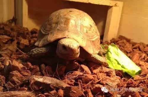 缅甸陆龟智商,缅甸陆龟政策