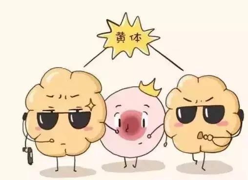 供卵试管婴儿形成过程,揭秘试管婴儿全过程