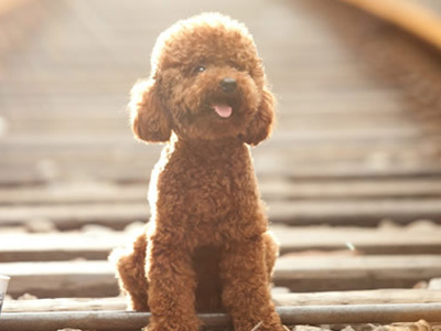 三个月泰迪可以喂干狗粮吗,泰迪不喂狗粮只喂饭可以吗