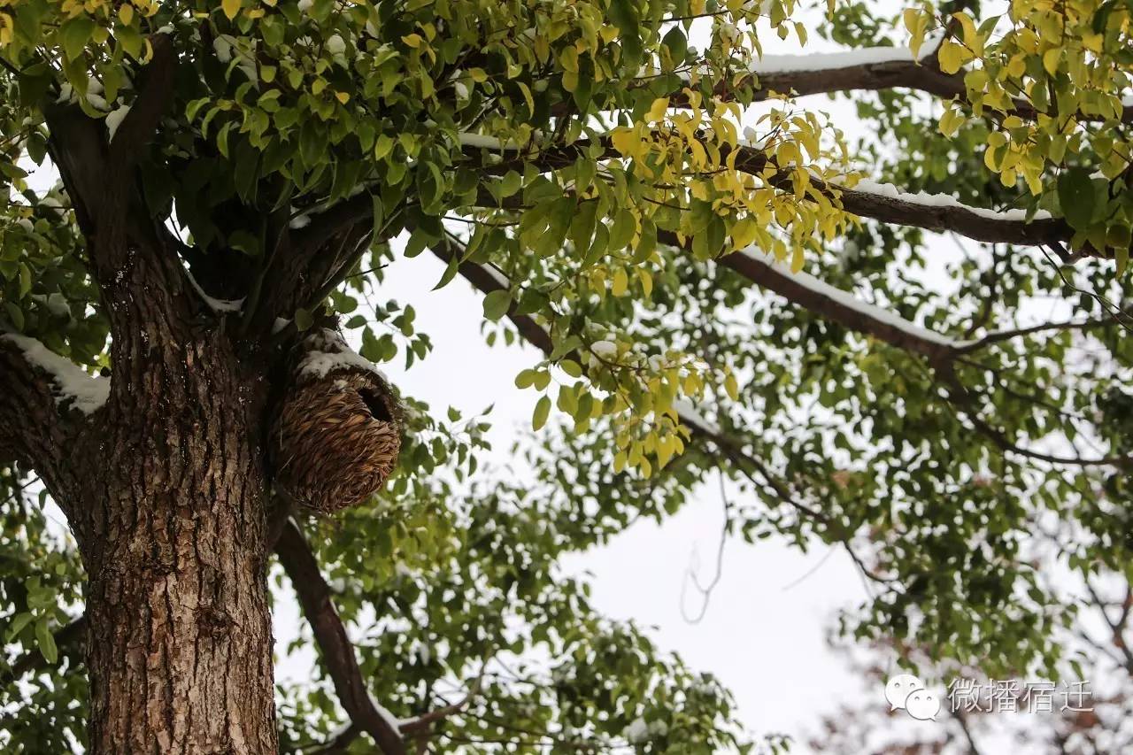 雪中宿迁，素颜都美到窒息！