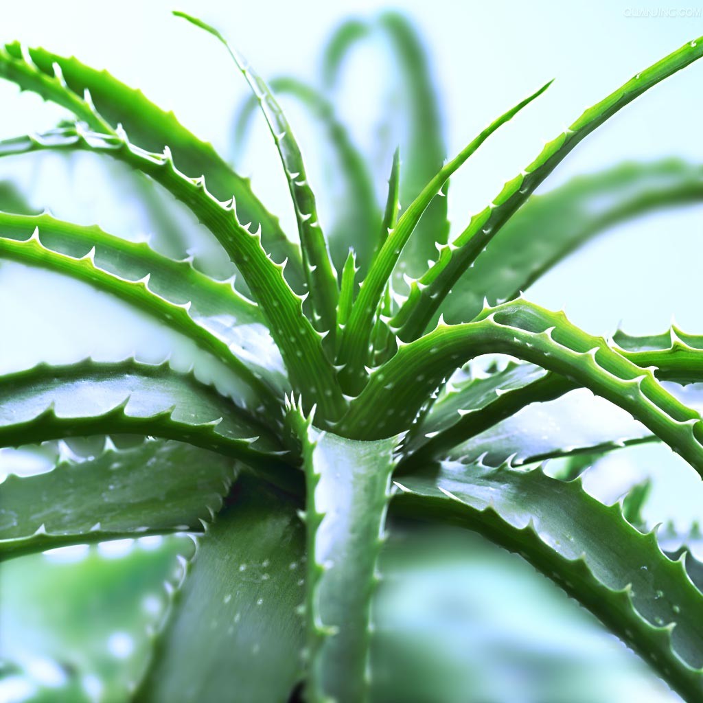 你见过哪些植物的根,芦荟的用处有哪些