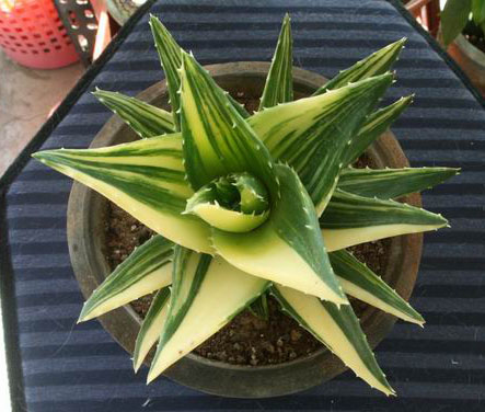 你见过哪些植物的根,芦荟的用处有哪些