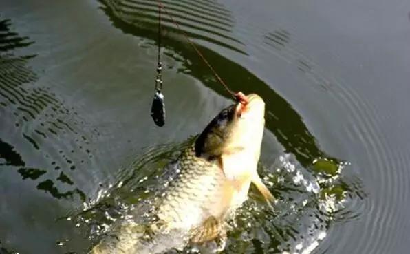 初学者最笨最好用的钓鱼方法,老钓手教你一招超受用