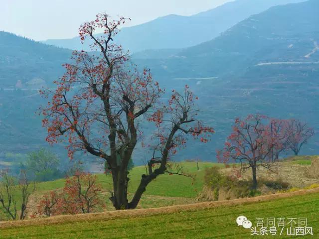 柿子冷落寒风里——稷山游子在深情回望