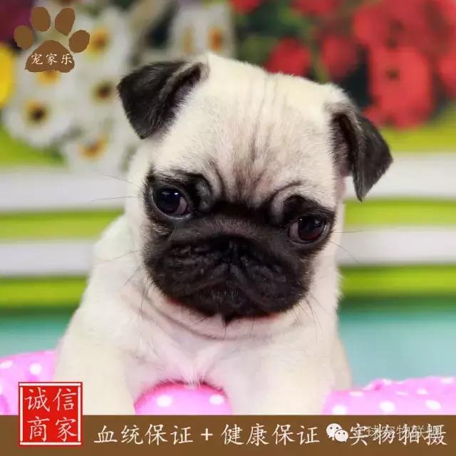 想知道你的狗换算成人的年龄有多大了吗？