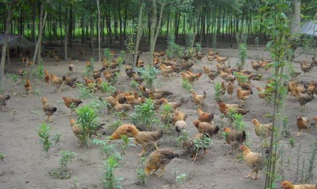 养鸡技术及销路,养鸡技术和销路