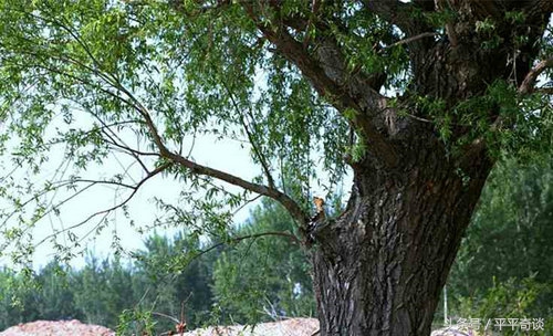 屠夫信佛，不忍宰杀流泪老黄牛，屠夫遇难，老黄牛自杀报恩！