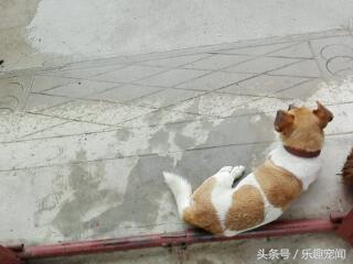 把小狗送人狗妈妈一直哼哼怎么办,母狗带小宝拉稀怎么办