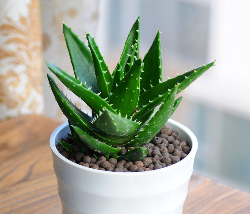 你见过哪些植物的根,芦荟的用处有哪些