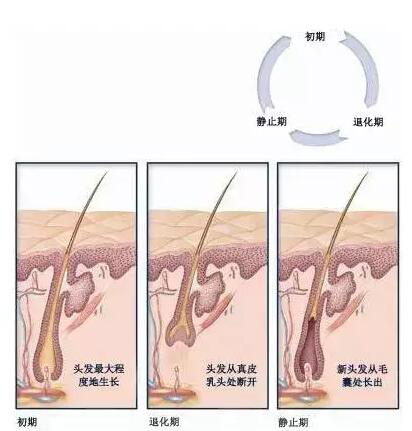 脱发怎么拯救自己的头发,怎样从脱掉的头发根辨别脱发原因