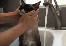 这不科学最不喜欢水的喵星人竟然带着浴帽洗澡还一脸享受