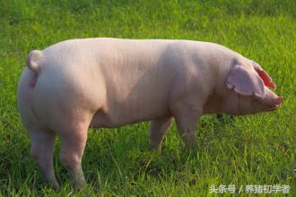 家禽用药量对照表,畜禽用药配伍表