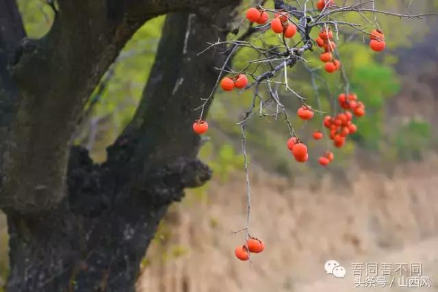 柿子冷落寒风里——稷山游子在深情回望