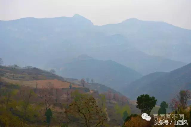 柿子冷落寒风里——稷山游子在深情回望