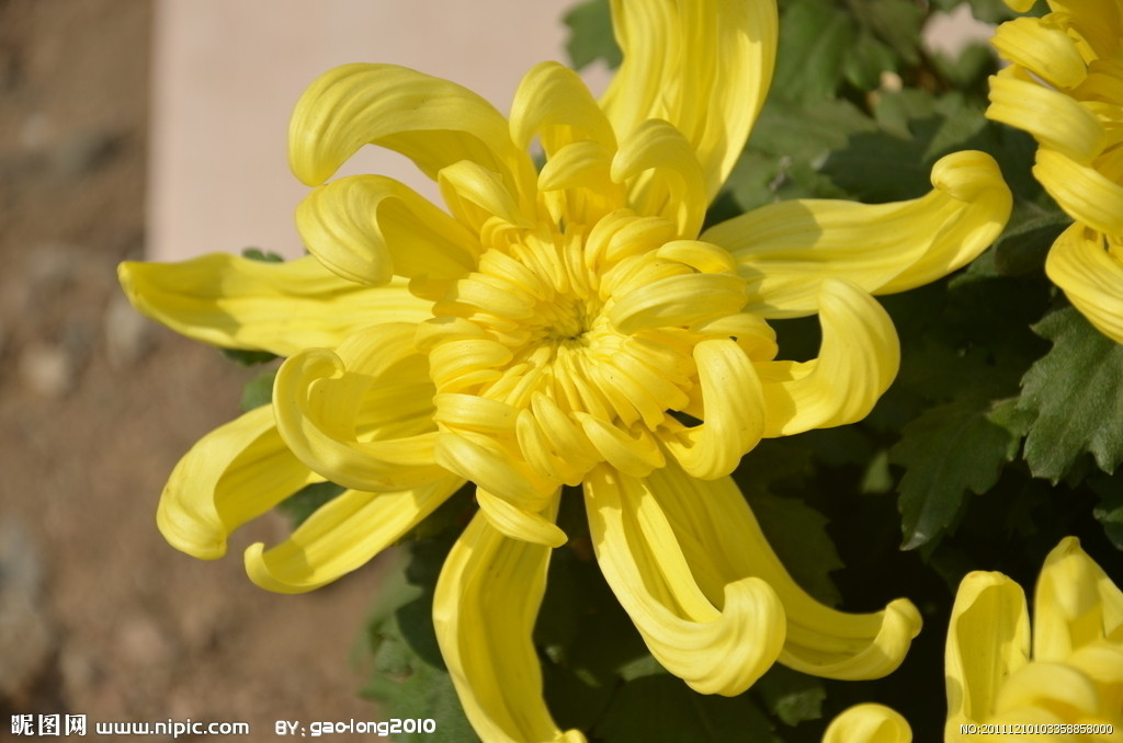 中医名家治痔疮医案,中医治痔疮偏方七则