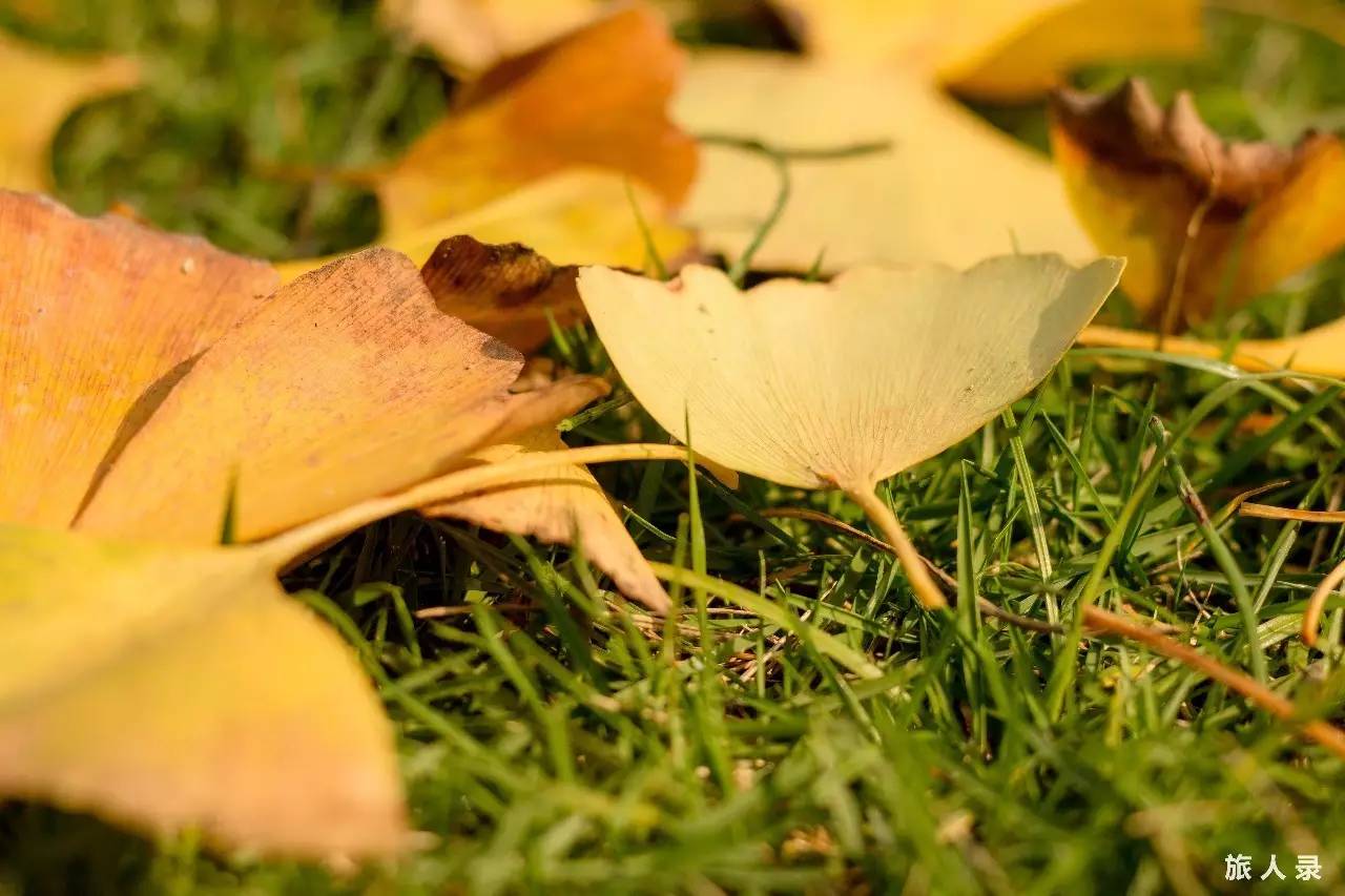 永嘉书院之行,楠溪江永嘉书院