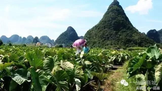 广西能拿得出手的特产,广西是个很好的地方