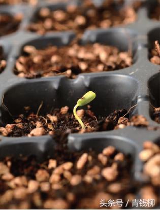 花卉种子怎样播种育苗,天竺葵种子怎样播种育苗
