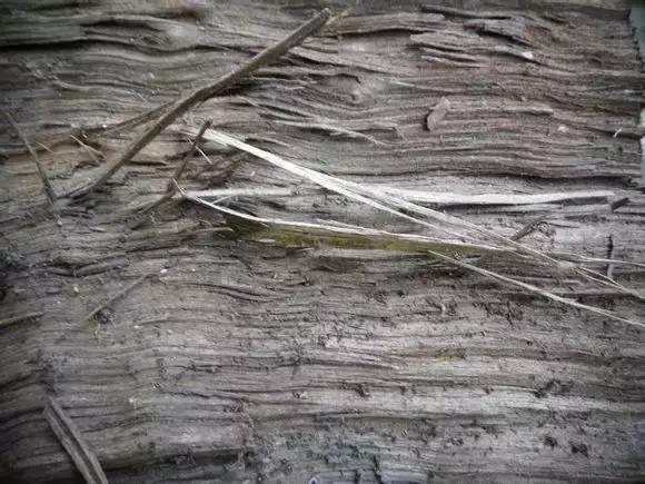 金丝楠木四大名树,金丝楠属于什么木类