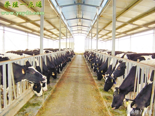 奶牛饲养和防病,奶牛科学养殖方法
