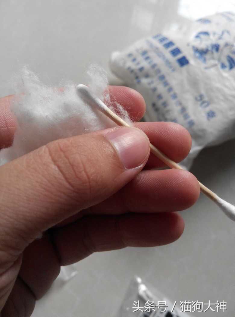 绝对干货，兽医院要失业了，教你只需几块钱，轻松清理干净猫耳朵