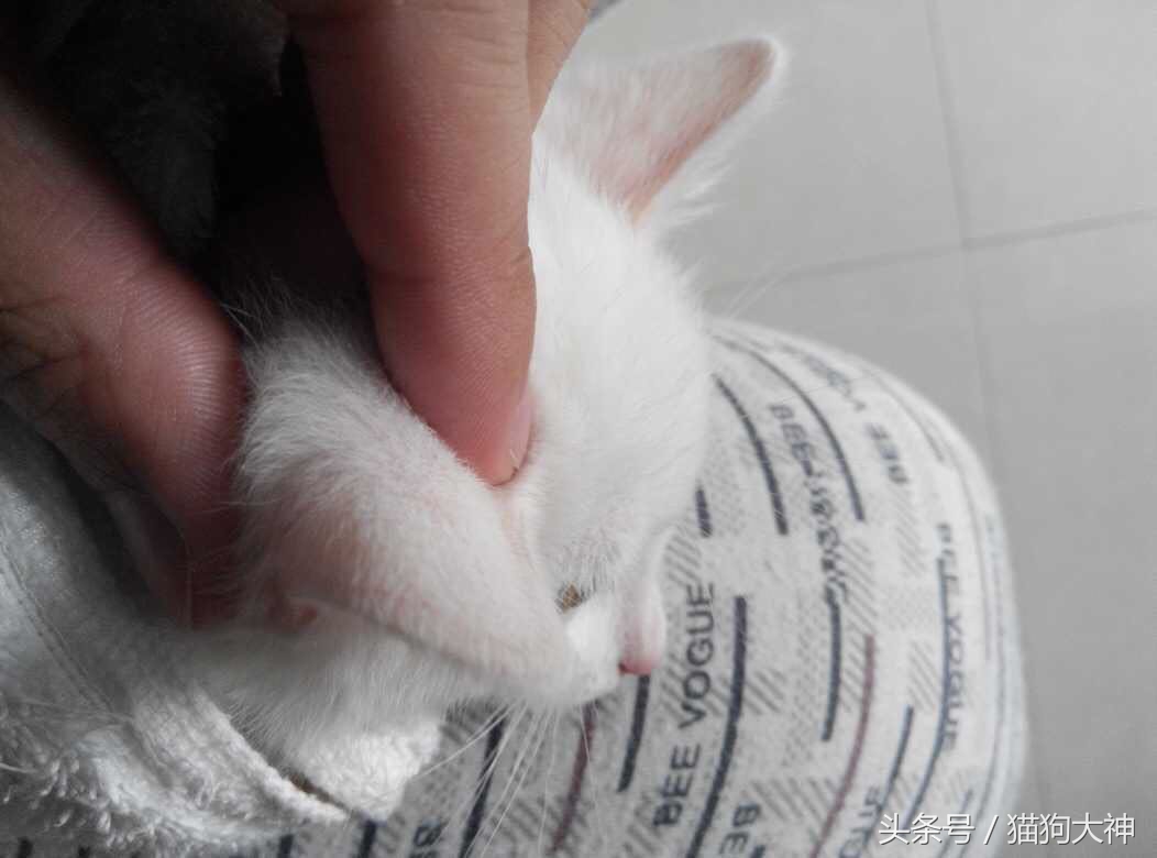 绝对干货，兽医院要失业了，教你只需几块钱，轻松清理干净猫耳朵