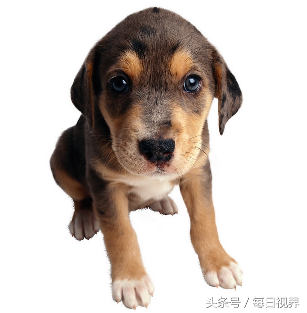 15种狗狗常见病治疗,狗狗生病了有哪些症状