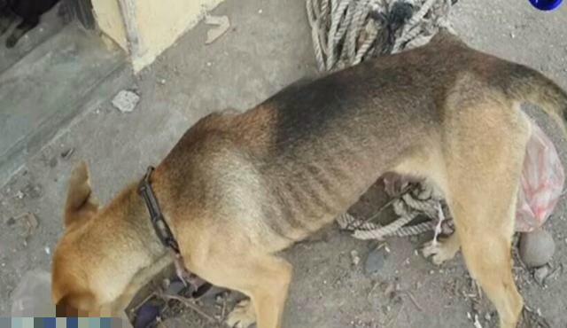 母狗被铁链锁喉，奶水不够，3只小狗活活饿死！