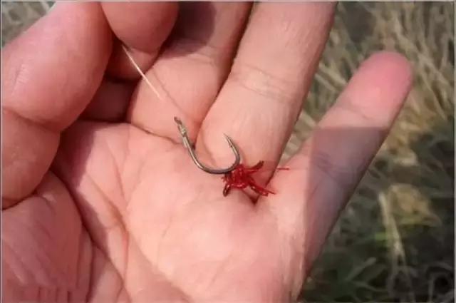 秋冬钓鲫鱼用红虫还是蚯蚓,冬季野钓红虫用大的好还是小的好