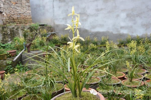 我的艺术成长经历三年级,我的艺术成长足迹照片